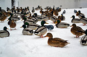 Ducks and pigeons in winter.