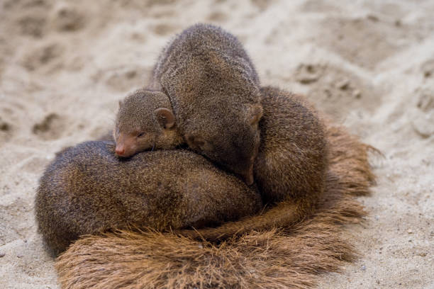 Extreme close up view of several cuddly cute little rodent mammals lying on top of each other and sleeping as if in hibernation as a cute pet portrait
