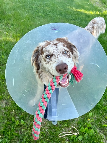 Puppy plays with dog toy while wearing a protective cone on its head after a visit with the vet. The dog was recently spayed.