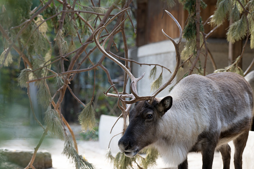 Close up partial view of reindeer against green vegetation of forest as animal portrait to use as concept for Christmas