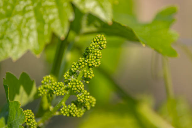 istock close up of young grapevine 1435256838