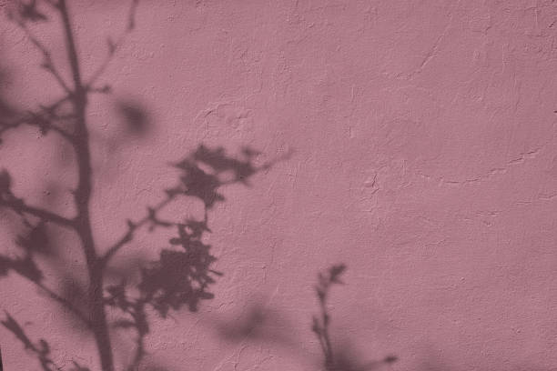 istock Shadow of leaves on pink concrete wall texture background 1435256958