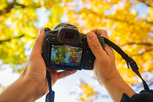 The photographer holds the camera to shoot the autumn forest