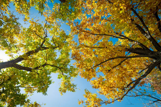 Chestnut trees with golden leaves in autumn
