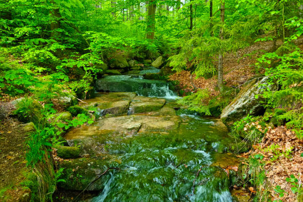 Smooth waters rush through a lush forest, with moss-covered rocks highlighting nature's textures.