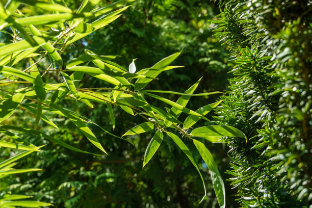 Evergreens graceful green bamboo Phyllostachys aureosulcata and yew Taxus baccata Fastigiata Aurea. Lovely theme for any design. Selective focus Evergreens graceful green bamboo Phyllostachys aureosulcata and yew Taxus baccata Fastigiata Aurea. Lovely theme for any design. Selective focus taxus baccata fastigiata stock pictures, royalty-free photos & images