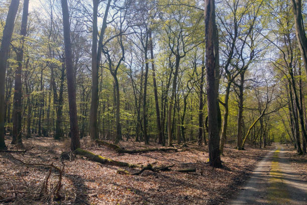 istock Soft light falls on the green branches of the spring forest. 1435259961
