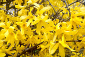 A beautiful yellow flowering branch of forsythia blooms in the park in the spring.