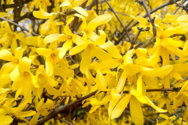 A beautiful yellow flowering branch of forsythia blooms in the park in the spring. A beautiful yellow flowering branch of forsythia blooms in the park in the spring forsythia garden stock pictures, royalty-free photos & images