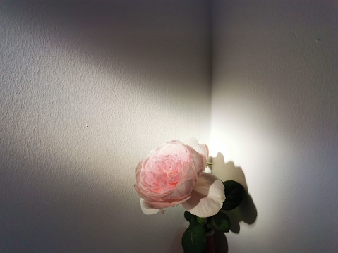A top view shot of a pink rose with leaves with a white wall in the back