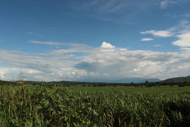 istock A greenfield with a cloudy blue sky 1435261481