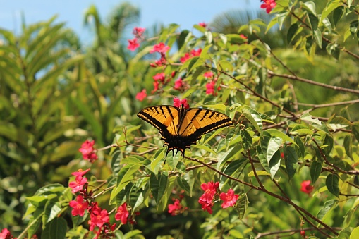 A closeup shot of a Two-tailed swallowtail butterfly standing on a green plant with flowers