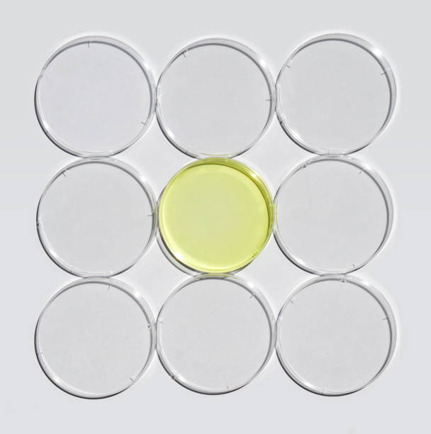 istock Poly Aluminium chloride liquid in Petri dish on white laboratory table. Chemical ingredient for Cosmetics and Toiletries product. Top View 1435262605