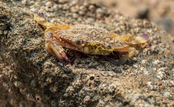 istock Macro of a crab covered with moss on a rock 1435262730