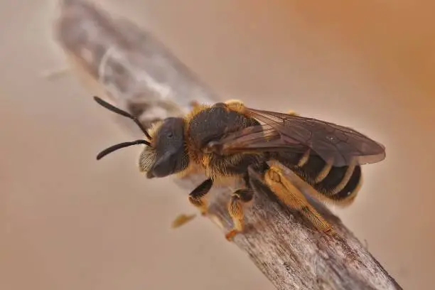 A macro shot of a bee (Halictus maculatus) perched on a wooden stick