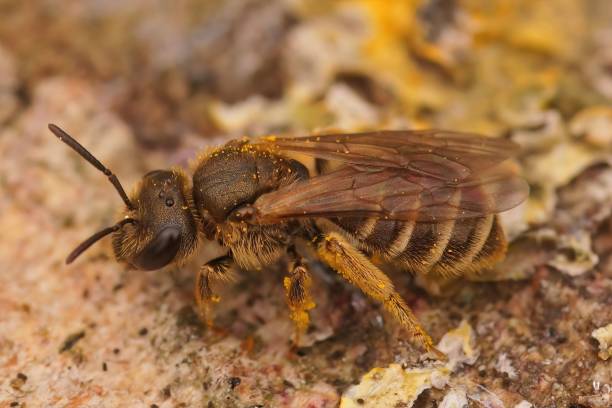 istock Macro shot of a bee (Halictus maculatus) 1435265289