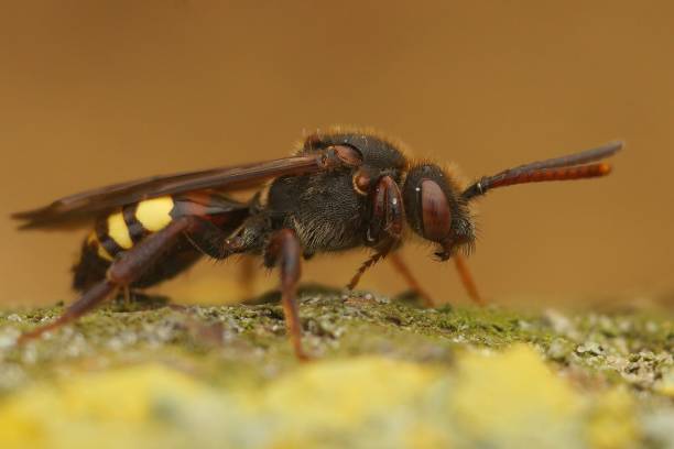 istock Macro shot of a cuckoo bee (Nomada leucophthalma) on a stone 1435265331
