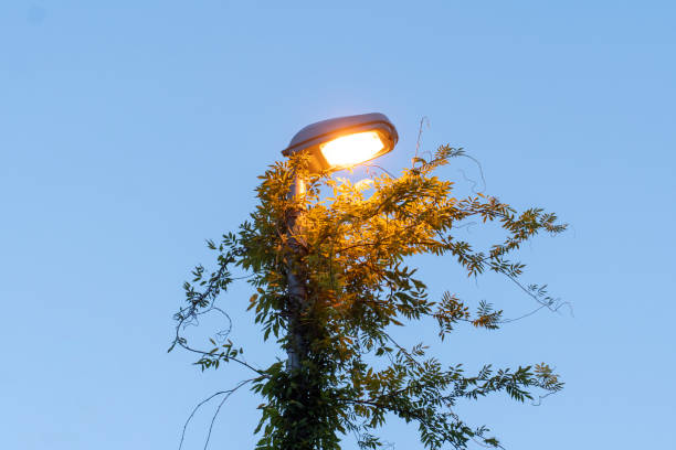 istock A street lamp completely entwined with a vine on a blue sky background. Poor-quality work of municipal services of the city to clean up urban space. 1435265771