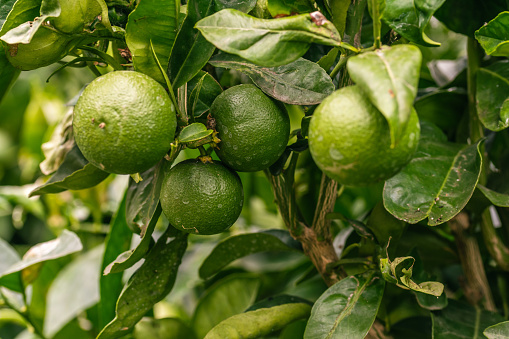 Fruit of Citrus sp belongs to the Rutaceae family.