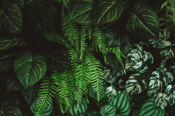 istock tropical pine forest background or pattern with green leaves. 1435267248