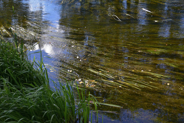 istock Shakva river on a sunny autumn day 1435268359