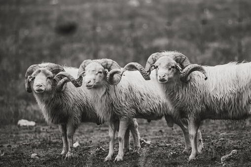 A closeup of group of sheep with horns