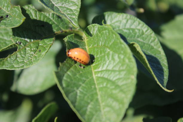 istock The Colorado potato beetle is a bright orange insect. 1435269799