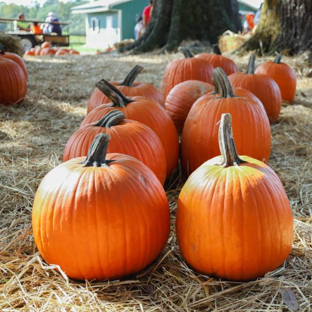 istock Beautiful shot of orange pumpkins on straw on a pumpkin patch 1435270021