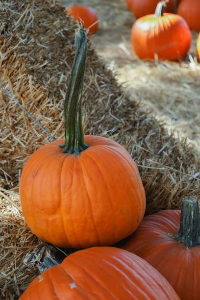 istock Vertical closeup shot of orange pumpkins on straw on a pumpkin patch 1435270032