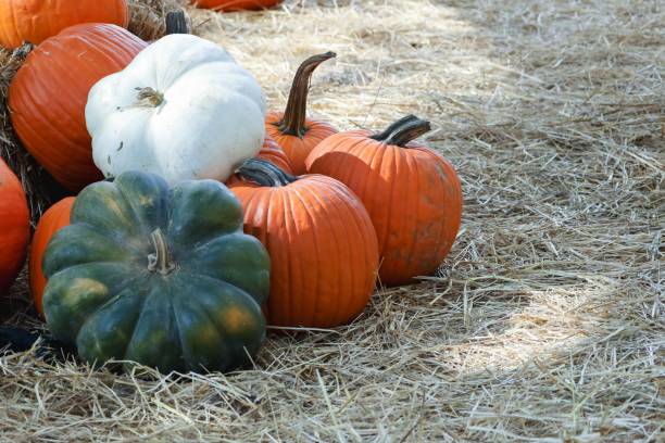 istock Closeup shot of different pumpkins and squash on straw on a pumpkin patch 1435270072