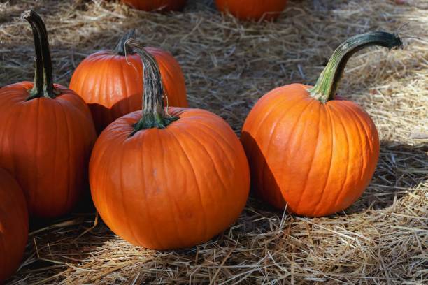 istock Closeup shot of orange pumpkins on straw on a pumpkin patch 1435270077