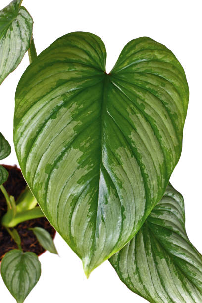 istock Leaf of tropical 'Philodendron Mamei' houseplant 1435270080