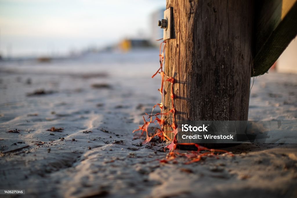 Closeup shot of a pier pole and anchor bolt with plastic fishnet in the sandy beach A closeup shot of a pier pole and anchor bolt with plastic fishnet in the sandy beach Anchored Stock Photo