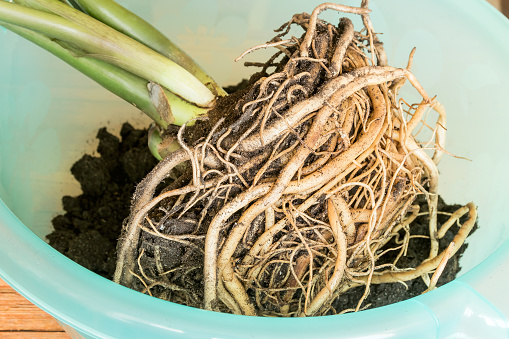 The overgrown root system of a home flower lies in a plastic basin.