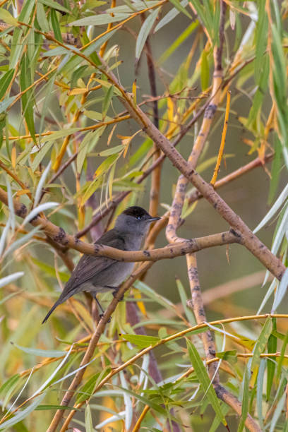 istock Eurasian Blackcap perched on a tree branch 1435271578