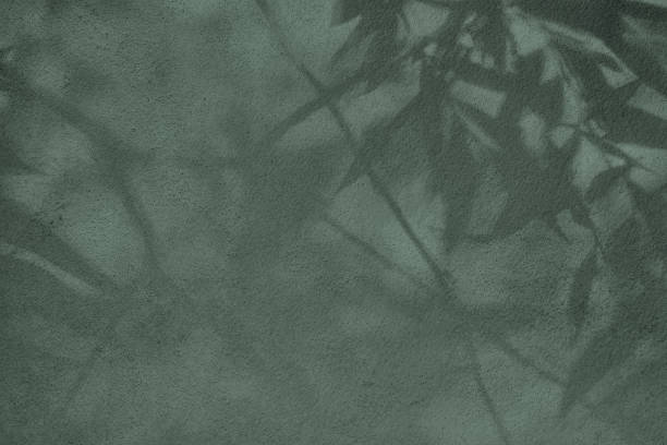 Leaves shadow on gray green concrete wall texture background Abstract tree leaves shadows on gray green concrete wall texture with roughness and irregularities. Abstract trendy nature concept background. Copy space for text overlay, poster mockup flat lay light green texture stock pictures, royalty-free photos & images
