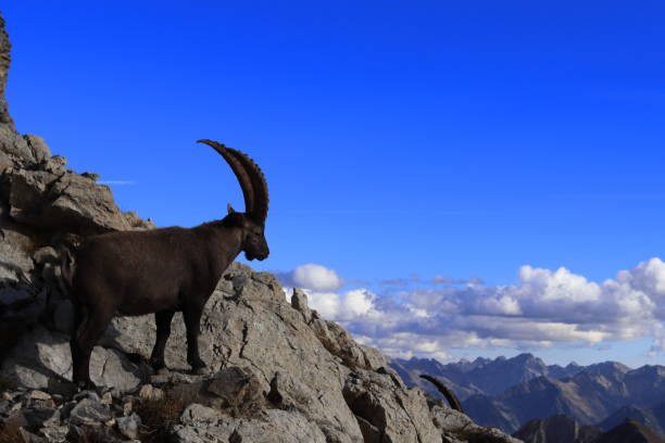 istock curious ibex in the high mountains 1435273751