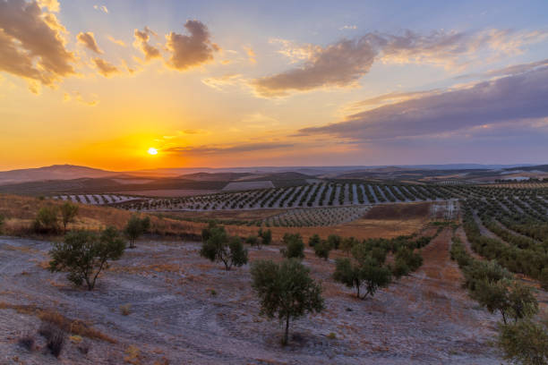 typical Andalusian landscape during sunset, Spain