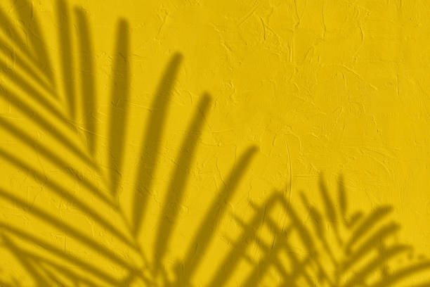 istock Palm leaves shadow on yellow concrete wall texture background 1435275221