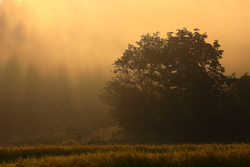 Landscape of rice terraces at sunrise