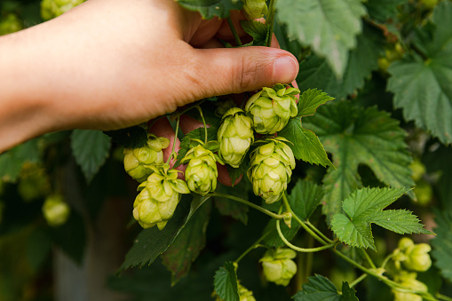 Farming and agriculture concept. Woman farm worker hand picking green fresh ripe organic hop cones for making beer and bread. Fresh hops for brewing production. Hop plant growing in garden or farm