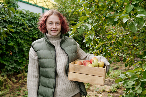 Happy young woman in casualwear holding wooden box full of ripe apples while standing in front of camera among green trees