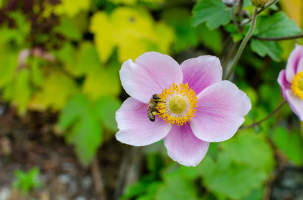 anemone hupehensis «сентябрьское очарование» осенью в ботанике, польша, европа. - yellow wood anemone стоковые фото и изображения