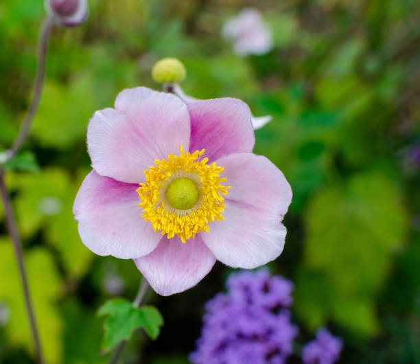 anemone hupehensis «сентябрьское очарование» осенью в ботанике, польша, европа. - yellow wood anemone стоковые фото и изображения