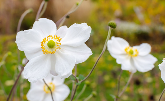 Wood anemone, little flower in a clearing in early spring at evening