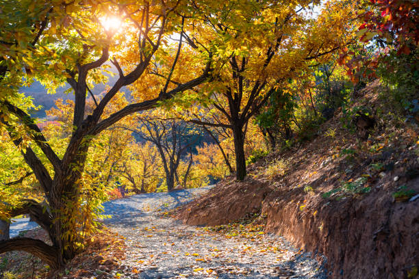 Chestnut trees with golden leaves in autumn