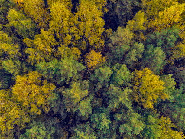istock Autumn forest aerial view 1435280261