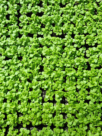Natural food background - green corn salad seedlings (lambs's lettuce) close-up.