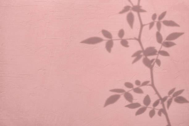 istock Shadow of rose leaves on pink concrete wall texture background 1435280521