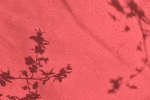 istock Shadow of leaves on pink concrete wall texture background 1435281507